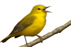how is pispulyells