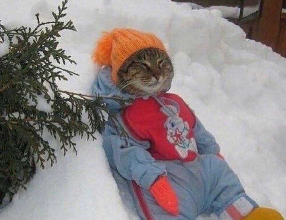 2579xao6 new software name