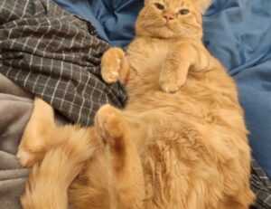 about qullnowisfap products