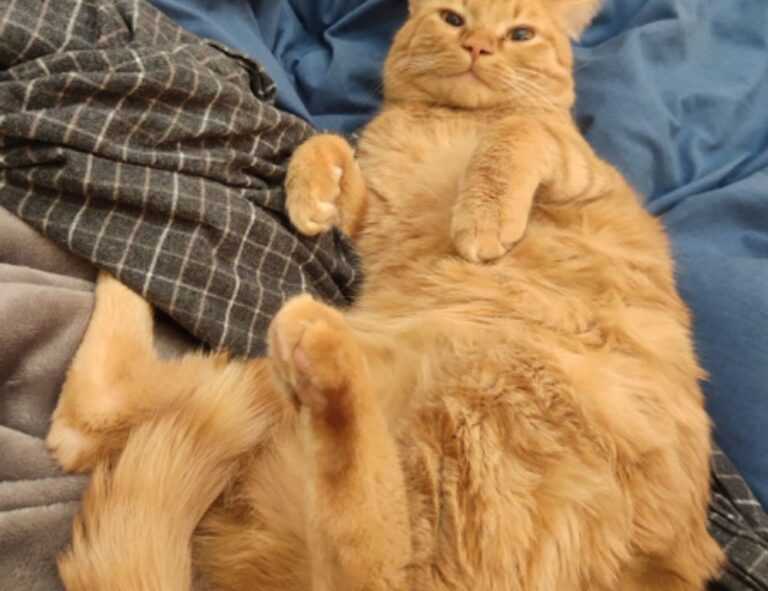 about qullnowisfap products