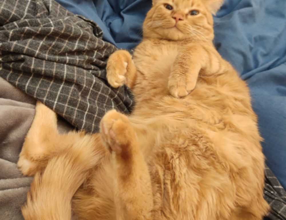 about qullnowisfap products