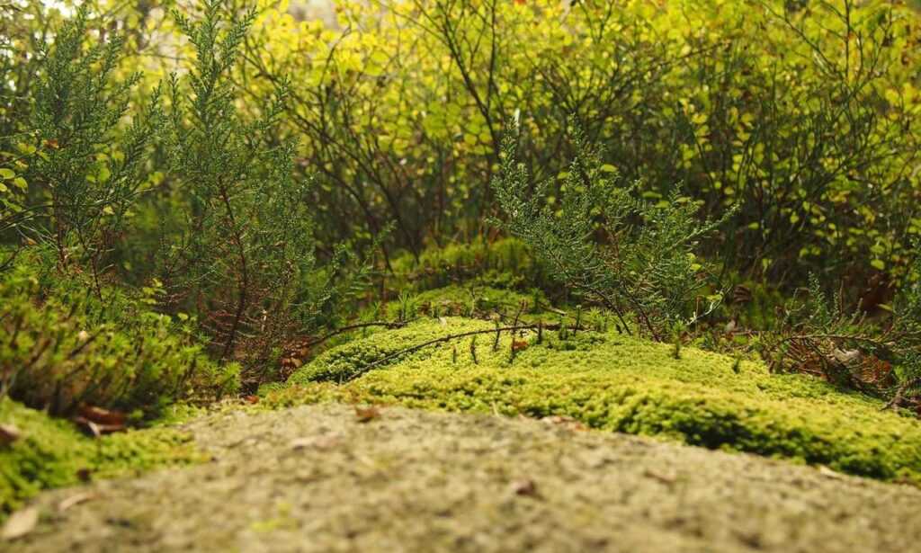 cyroket2585 release date