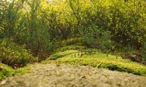 cyroket2585 release date