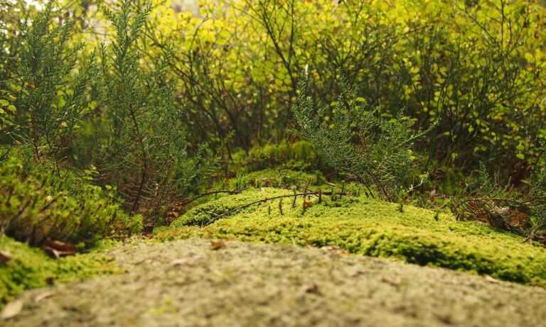 cyroket2585 release date