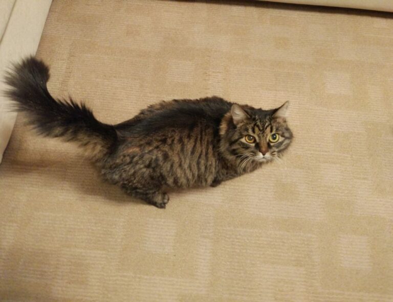 dowsstrike2045 python