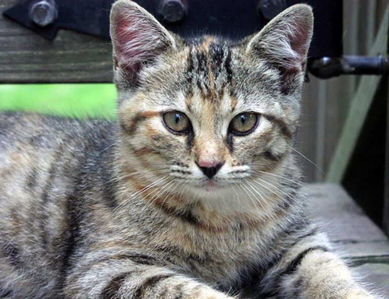 how to diagnose pavatalgia disease