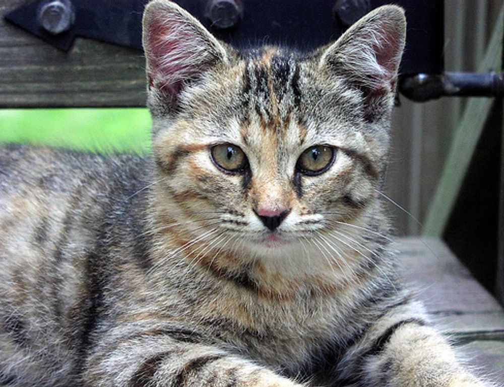 how to diagnose pavatalgia disease