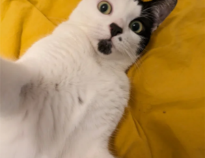 ingredients in wullkozvelex