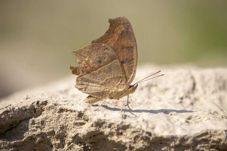 new software name 8tshare6a