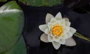 new software rcsdassk