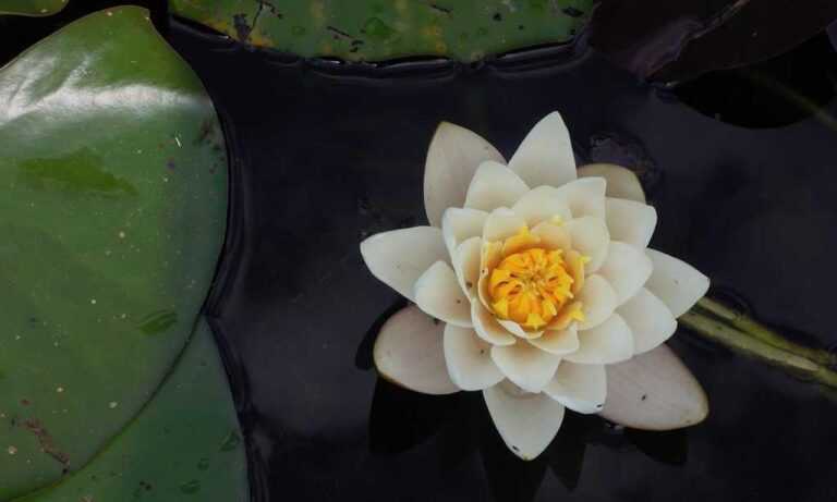 new software rcsdassk