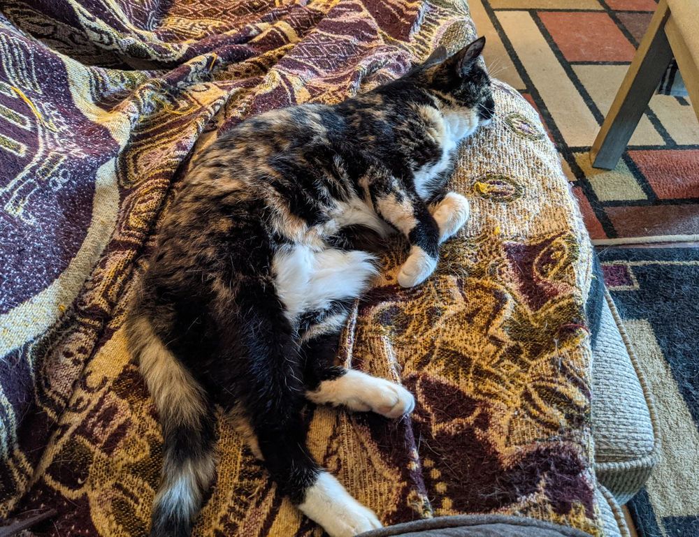 shade of velloworpenz