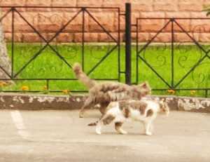 wawa gift card balance phone number