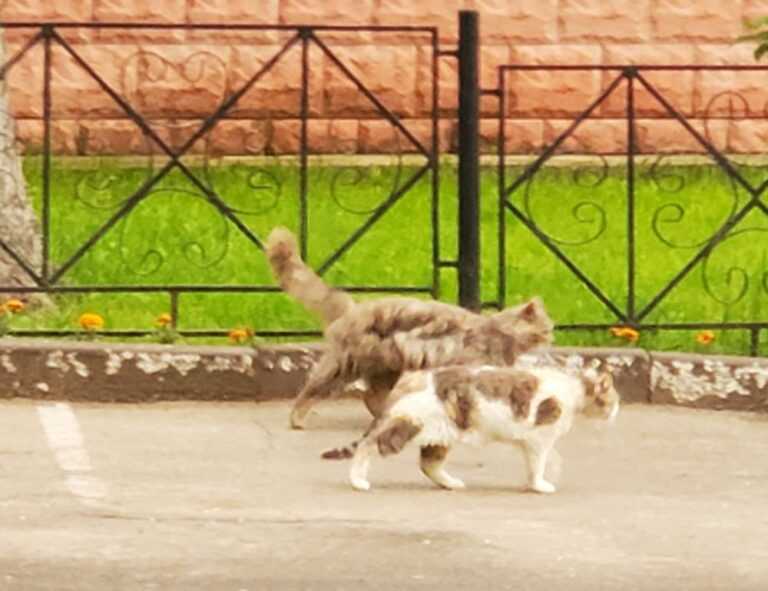 wawa gift card balance phone number