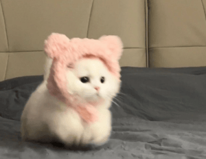 wedding dress marriage nicolle wallace wedding