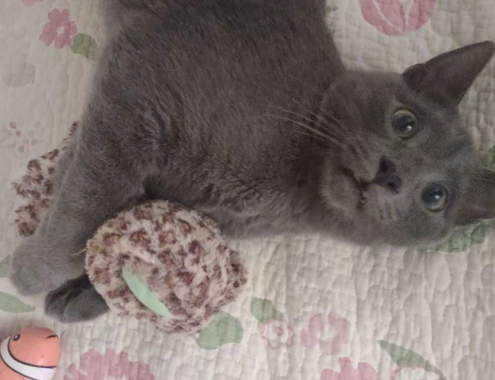 what american author has written the most books