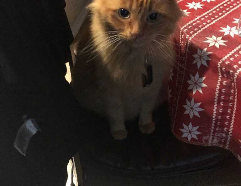 what appliances use gas in an apartment