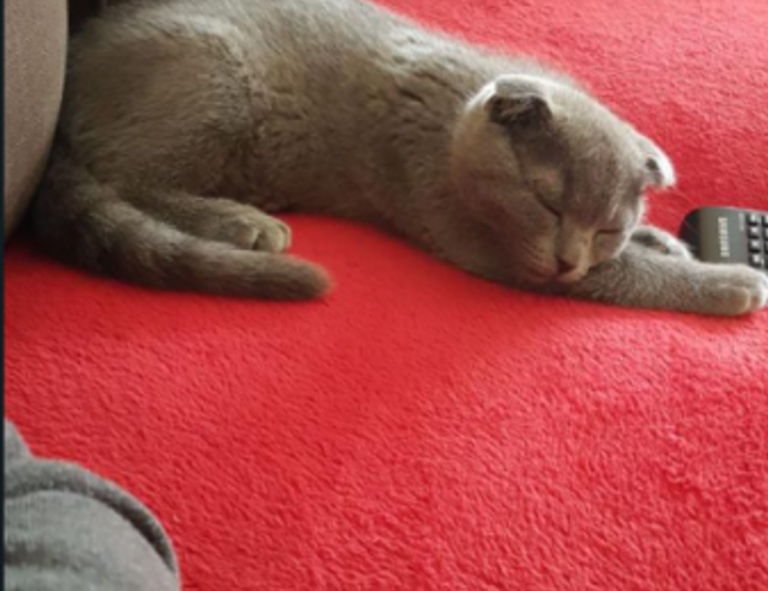 where is wacozumi sold