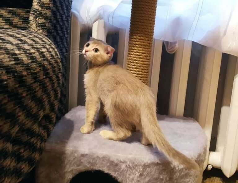 will an apartment complex deny you if you are just $300 short of the 3x the rent requirement?