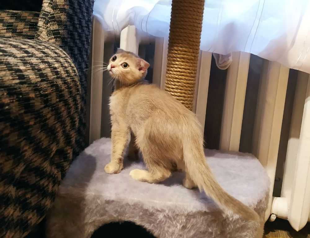 will an apartment complex deny you if you are just $300 short of the 3x the rent requirement?