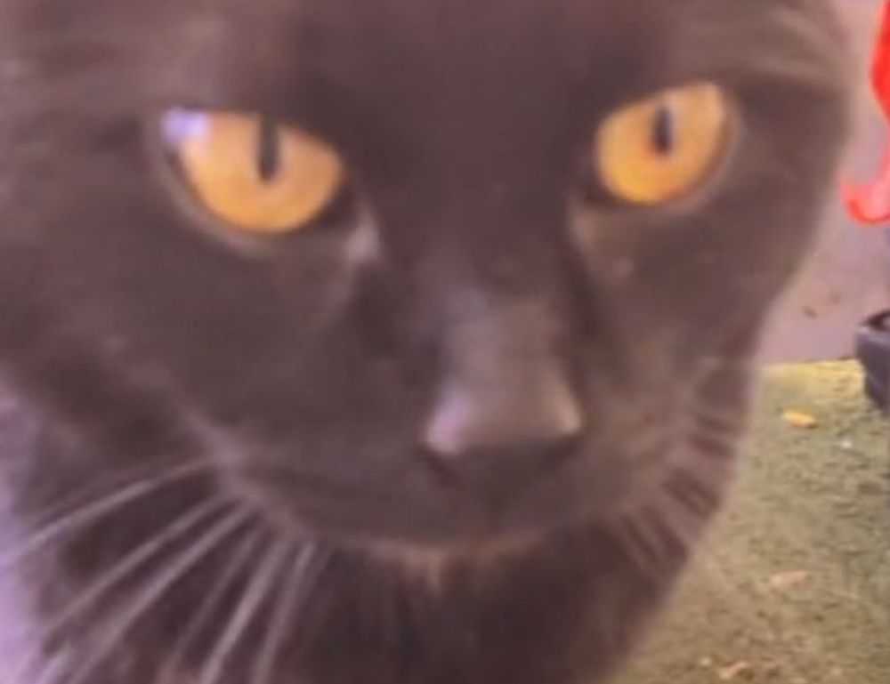 william sonoma check gift card balance