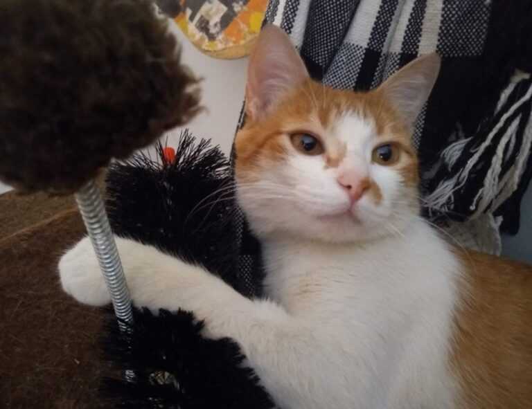 william sonoma gift card check balance