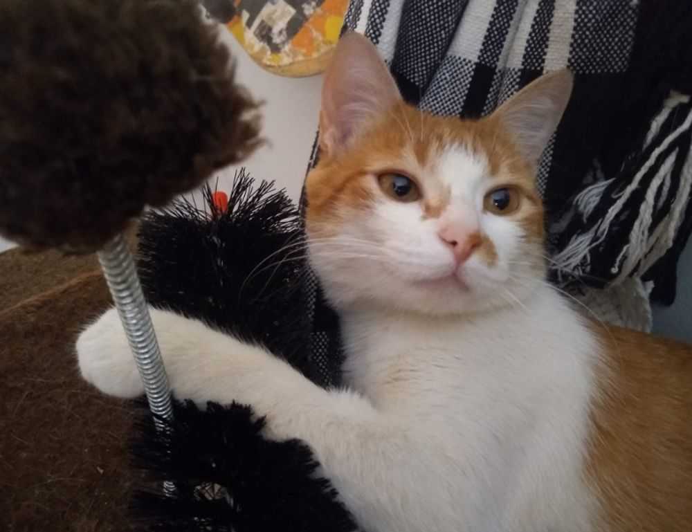 william sonoma gift card check balance