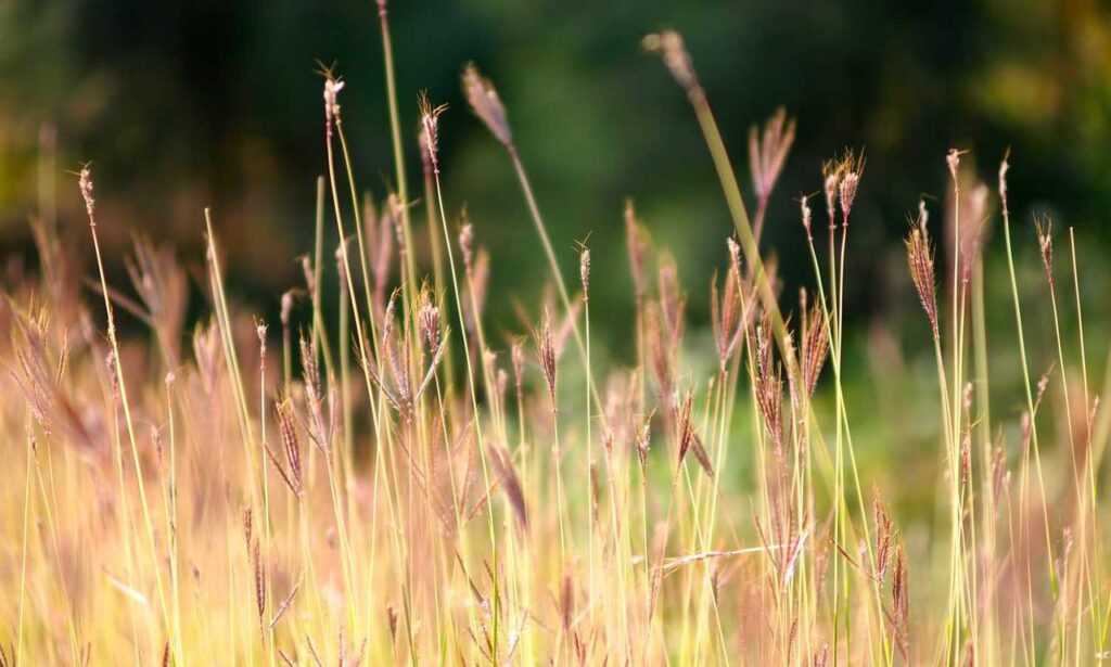 williams sonoma check gift card balance