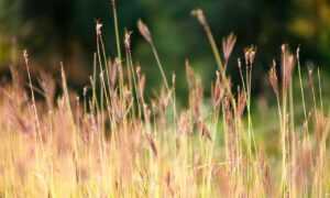 williams sonoma check gift card balance