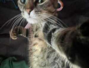 witch hazel on face side effects