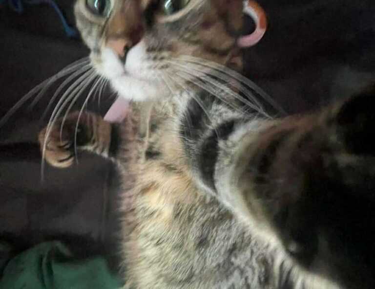 witch hazel on face side effects